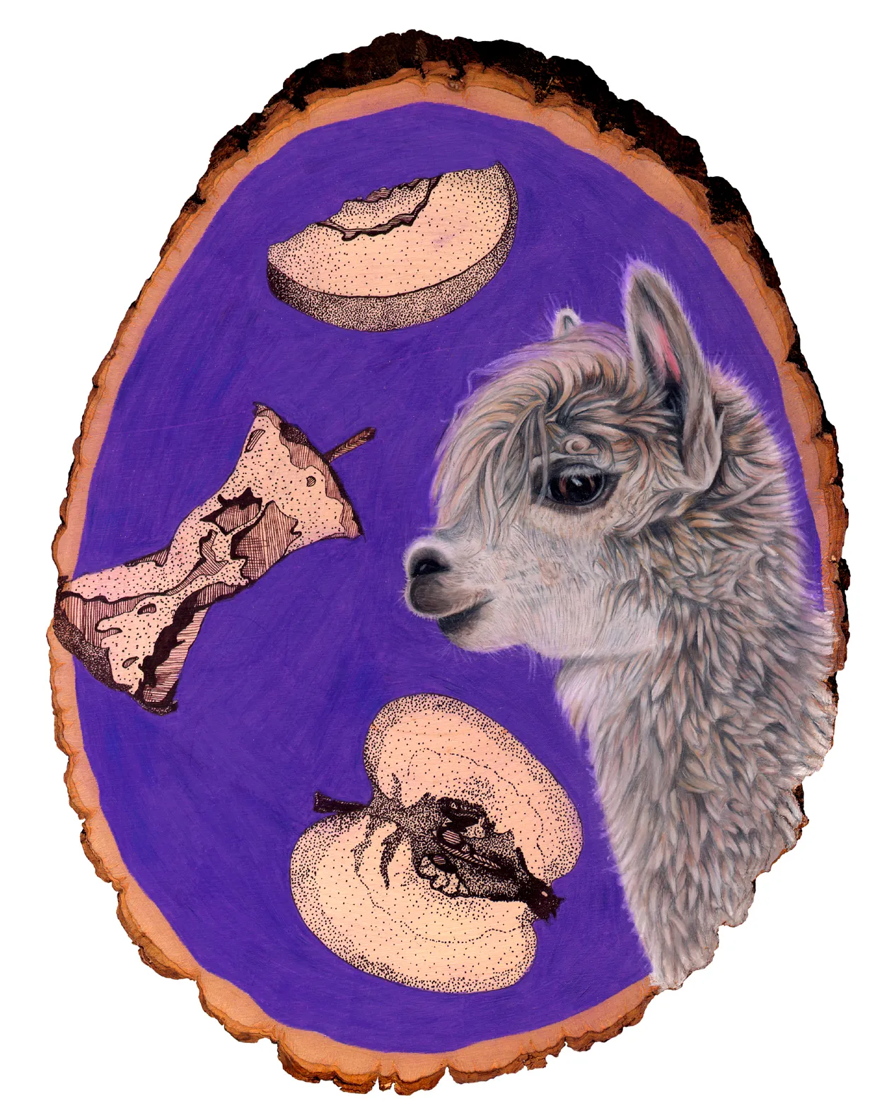 alpaca 8x10.jpg