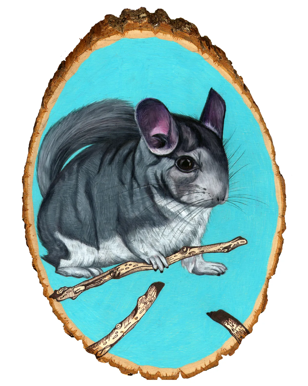 chinchilla 8x10.jpg