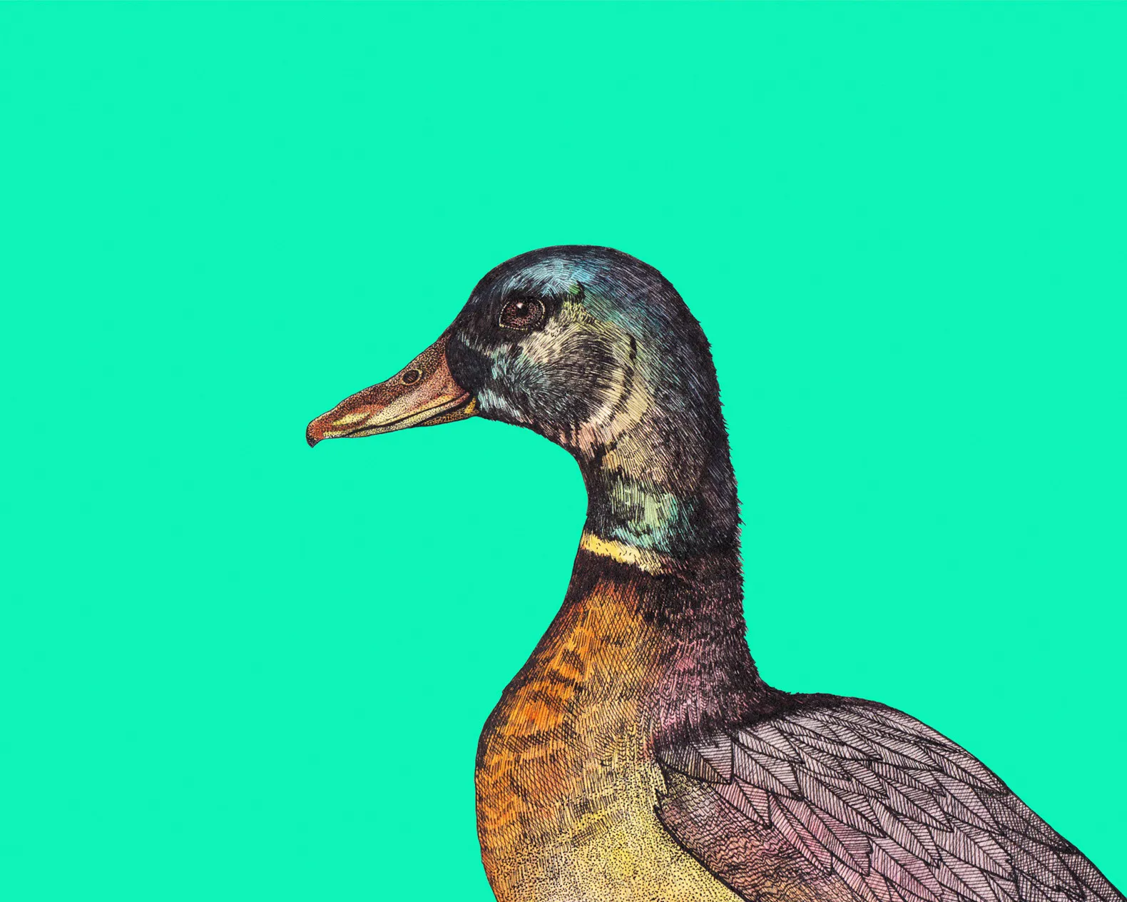 duck 8x10.jpg