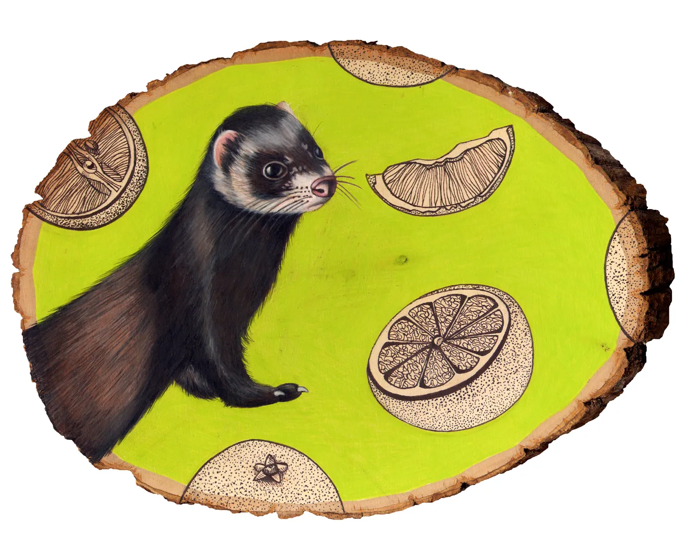 ferret kodak 8x10.jpg