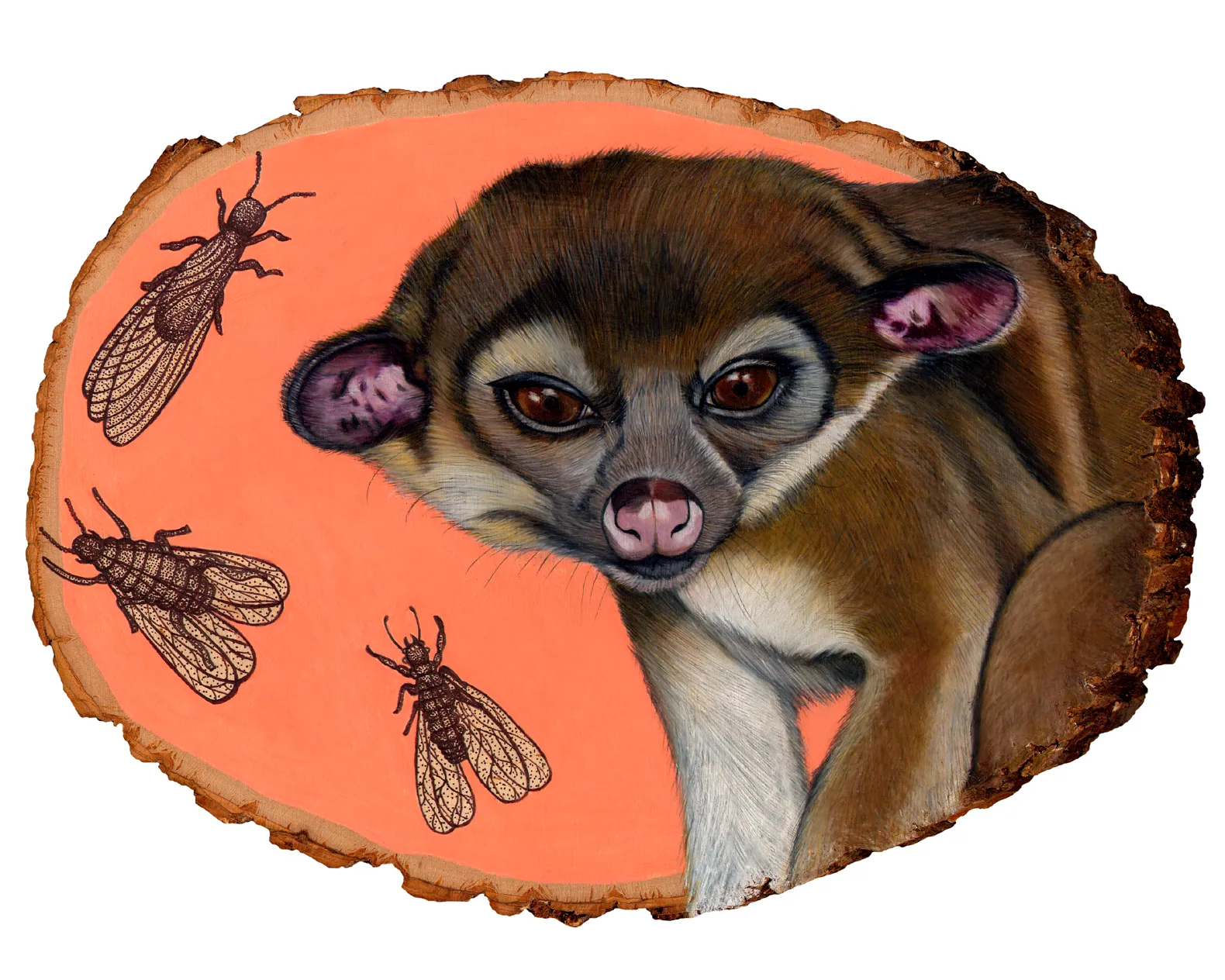 kinkajou 8x10.jpg