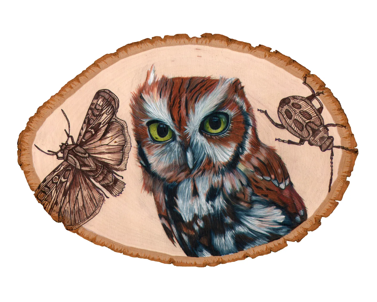 owl8x10.jpg