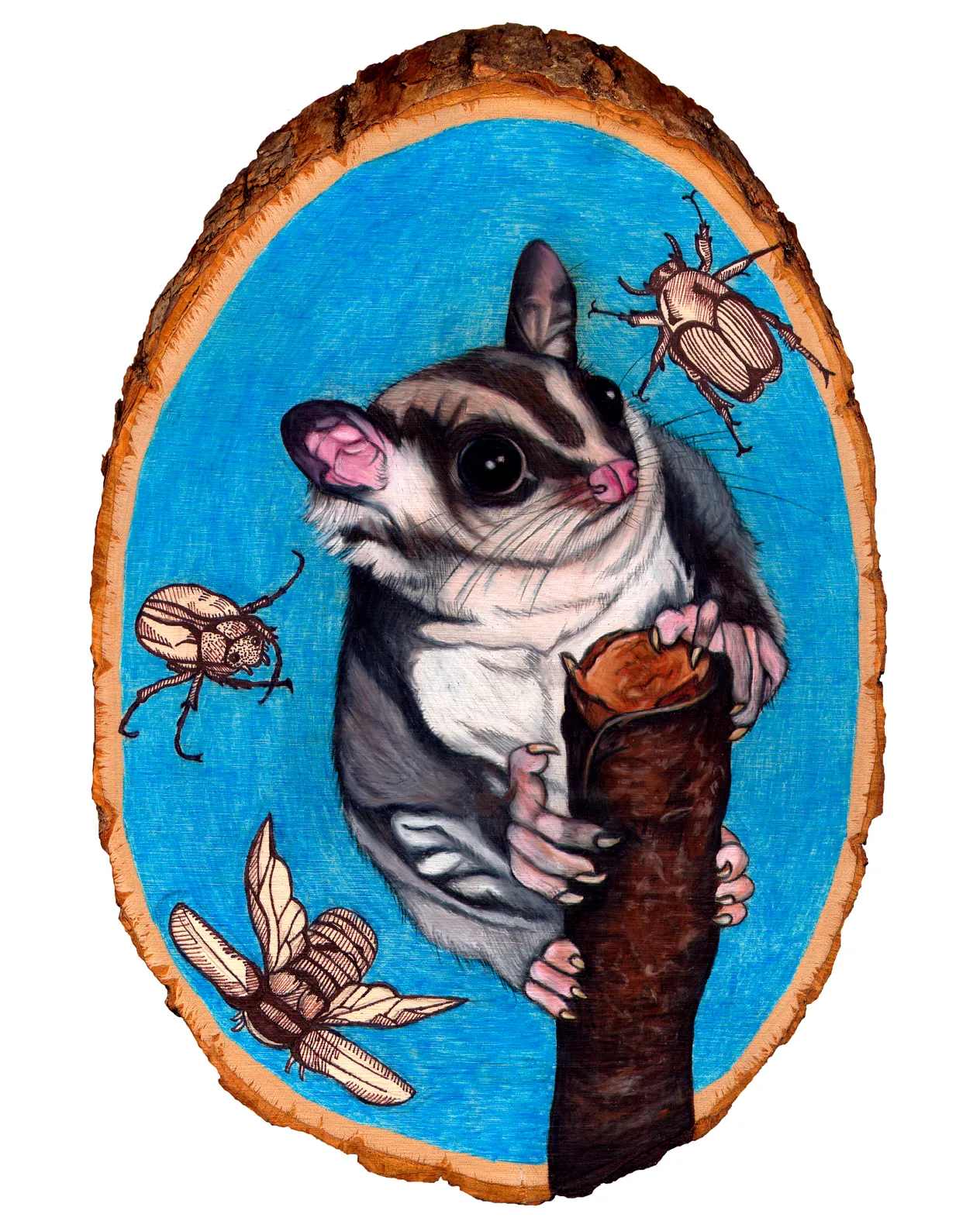 sugar glider 8x10.jpg