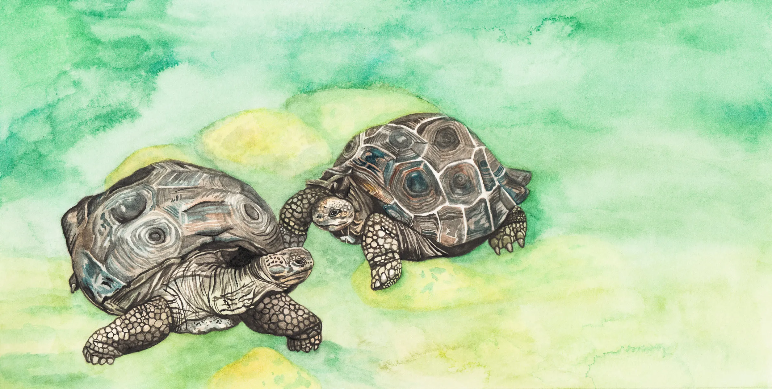 I wish we were giant tortoises, So the days would go by slow. For two hundred years we’d be together, I know it to be so.